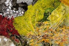 Laugaból III  [moss]    SOLD