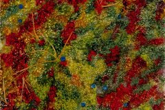 Laugabol VIII [berries]