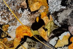 Laugaból XIII [lichen]